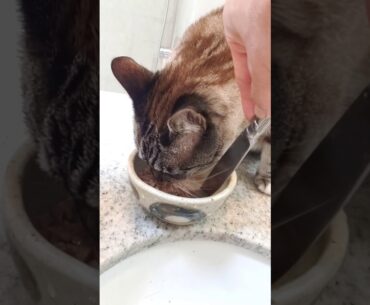 Chicken Hearts & Liver in Gravy Fancy Feast Full Can Scarfed in Less Than 10 Minutes