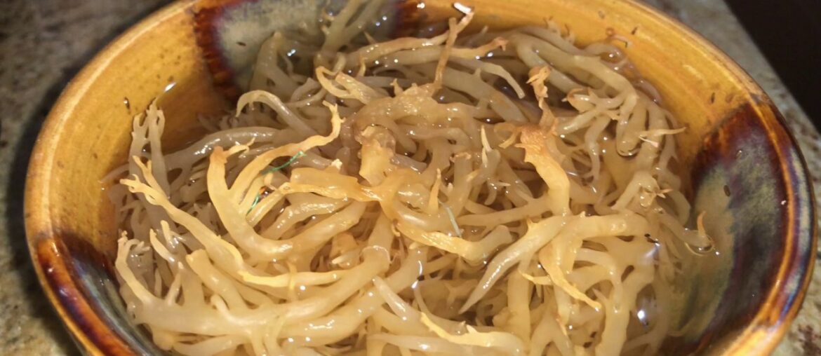 How to Boost your Immune system against COVID19 using SEAMOSS also known as IRISH SEAMOSS 🇯🇲