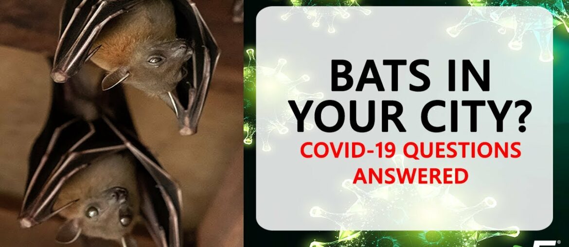COVID-19: Concerns about Bats, Herd Immunity, & More