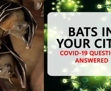 COVID-19: Concerns about Bats, Herd Immunity, & More