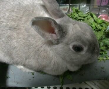 2020春の野草でビタミン補給　Domestic rabbits supplement their vitamins with spring wildflowers