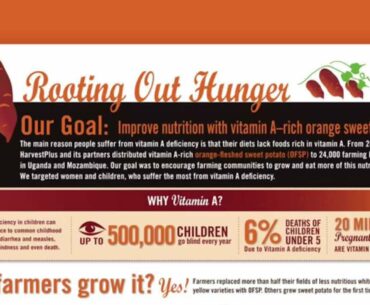 Rooting Out Hunger (Improving nutrition with Vitamin A – rich orange sweet potato) CGIAR (EN)