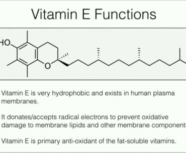 Vitamin E: Anti-oxidant Function