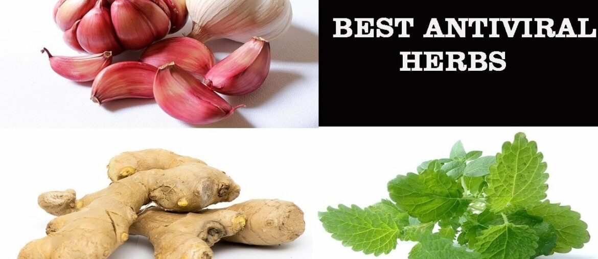 The Best Antiviral Herbs | Best Natural Antiviral Supplements and Immunity Booster | Health Tips