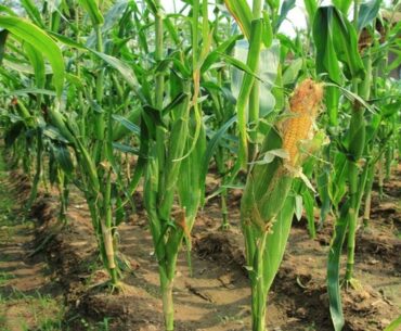 Discovery of vitamin E in corn could lead to improving the nutritional profile of this basic crop.