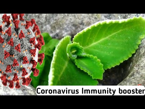 Coronavirus Top 8 Immunity Booster | Health Tips | COVID-19 | Natural Miniature