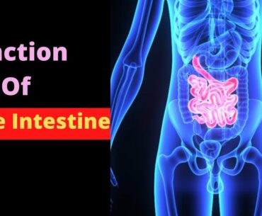 Function Of Large Intestine | Nutrition Doctor