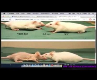 How To Decrease The Rate That You Are Aging - Dr Rhonda Patrick