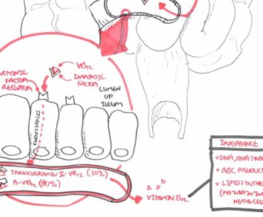 Vitamin B12 Digestion and Absorption