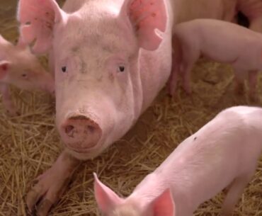 resurge ingredients : What is Resurge Supplement?