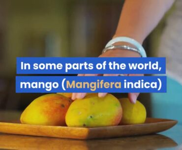 Mango: Nutrition, Health Benefits and How to Eat It