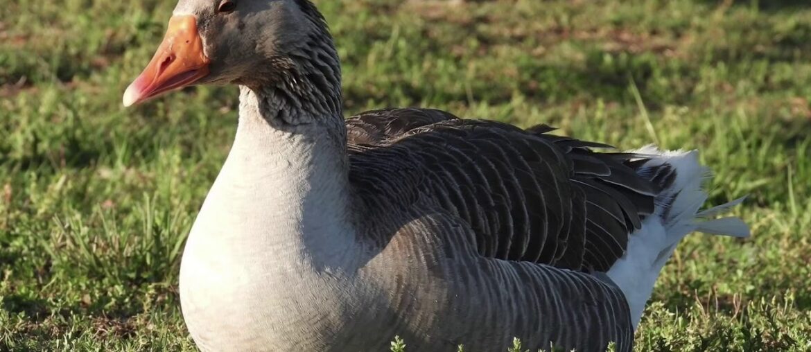 Spring Time in Tennessee USA 05/05/20