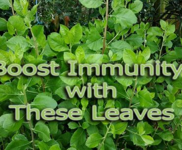 How to Boost Immunity. Boost Immune Power Naturally