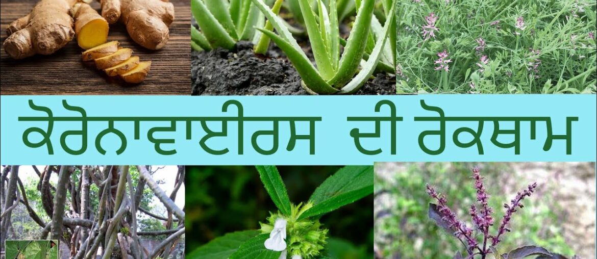How to increase immunity|Coronavirus|Ayurved me corona ka ilaj|वायरस की रोकथाम।ਕੋਰੋਨਾ ਵਾਇਰਸ |ਰੋਕਥਾਮ