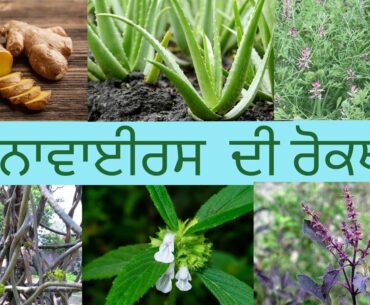 How to increase immunity|Coronavirus|Ayurved me corona ka ilaj|वायरस की रोकथाम।ਕੋਰੋਨਾ ਵਾਇਰਸ |ਰੋਕਥਾਮ