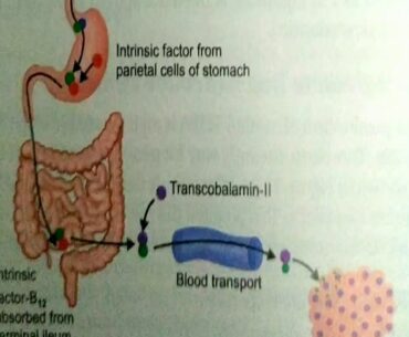 Vitamin B12 Nutrition secrets by Dr Dhananjay Bhale