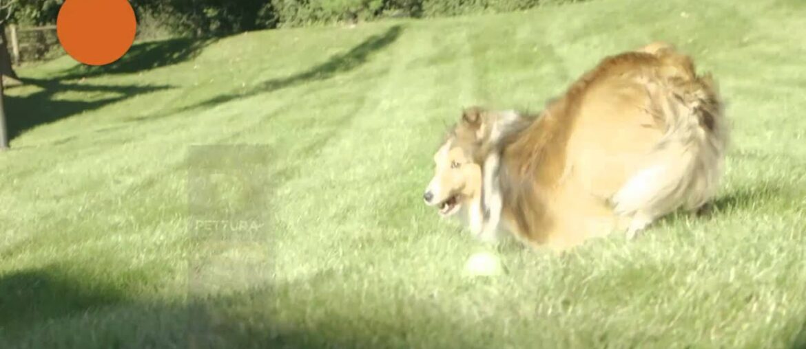 Dog Vitamin Supplements with Pettura Multi-Vitamin