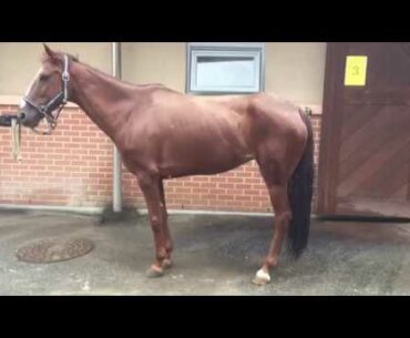 EMND horse after 2 month of Vitamin E supplement