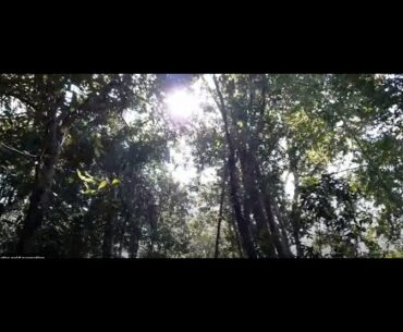 COVID-19 Pandemic and Buddhism: Empowering immune system free - The Buddha way