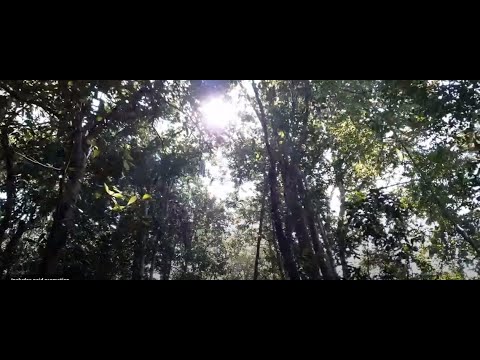 COVID-19 Pandemic and Buddhism: Empowering immune system free - The Buddha way