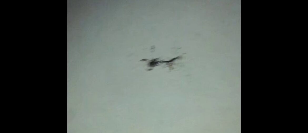 #55 COVID19 INOCULATION VACCINE, THE TRUTH ABOUT VITAMIN POWER IN BELIZE TREE OF LIFE MORINGA