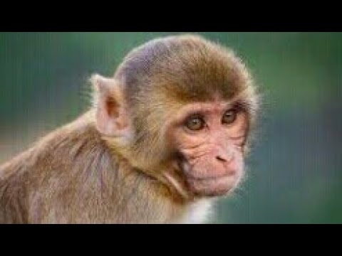 First COVID-19 vaccine test on animals successful