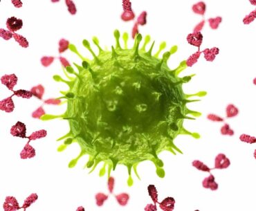 New Research: Coronavirus Antibodies In Over 99% Of Recovered Patients
