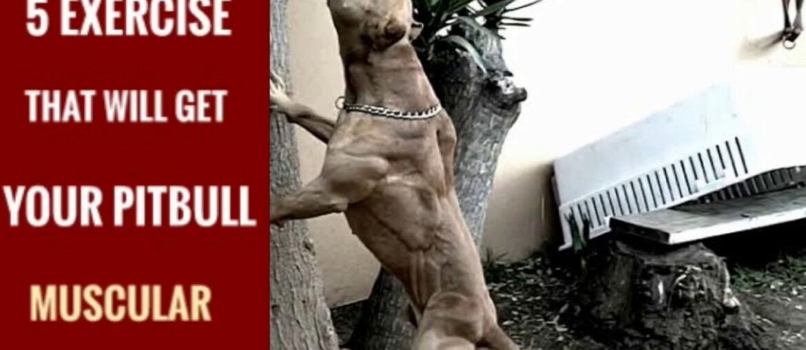 5 American Pitbull Muscle Training Tips that will Get your Pitbull Ultra Classic 2020