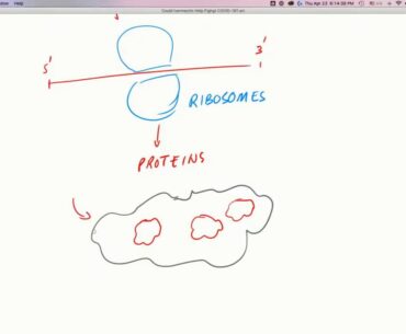 COVID-19 Insights: Remdesivir Mechanism of Action