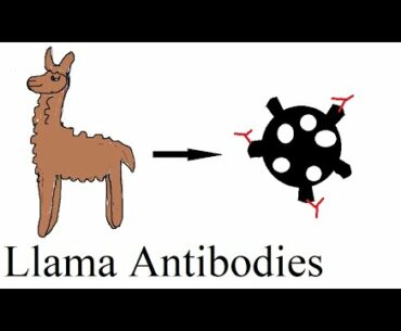A surprising solution for coronavirus: Llama antibodies