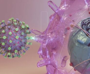 Explainer: How the coronavirus tricks its way into human cells