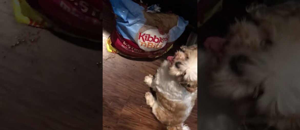 I’m supplying Vitamin C to Paws for COVID19