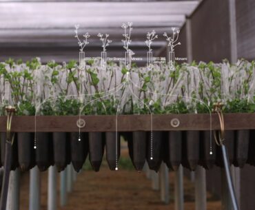 Nutrilite Vitamin C from Amway uses acerola cherries that are traced from seed to supplement