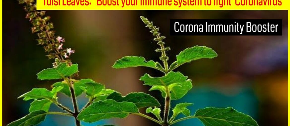 Tulsi Leaves: Boost your immune system to fight  Coronavirus| Corona immunity Booster|