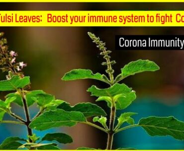 Tulsi Leaves: Boost your immune system to fight  Coronavirus| Corona immunity Booster|