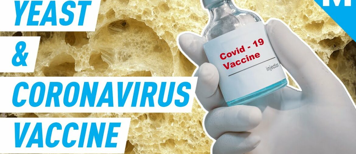 How Scientists Are Using Baker's Yeast to Develop a Coronavirus Vaccine | Mashable
