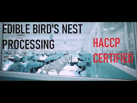 Edible bird's nest processing. Increase your immune booster against COVID-19.