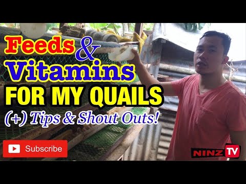 Feeds & Vitamins for my Quails + Guide & Tips | ninz TV