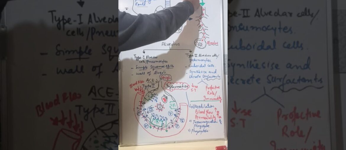 Immune system:Pathophysiology of COVID19 part 1 by IRFAN SIR