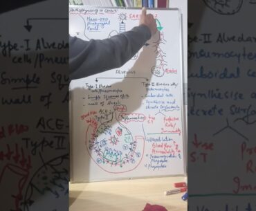 Immune system:Pathophysiology of COVID19 part 1 by IRFAN SIR