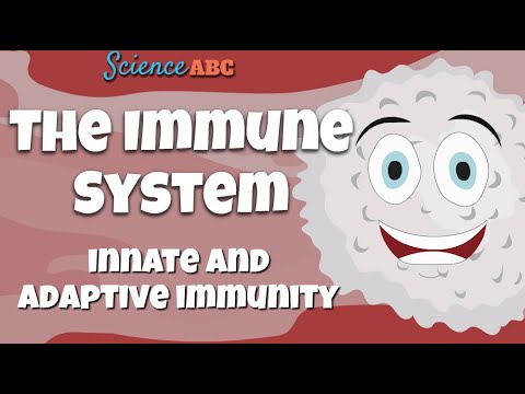 Immune System: Innate and Adaptive Immunity Explained