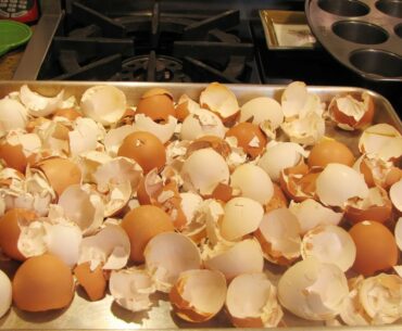 Healthy Foods to Feed Your Dog