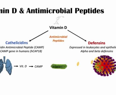 Vitamin D, Immune System & SARS-CoV-2 (COVID-19); Mechanism of Vit D Immune Regulation & Overview