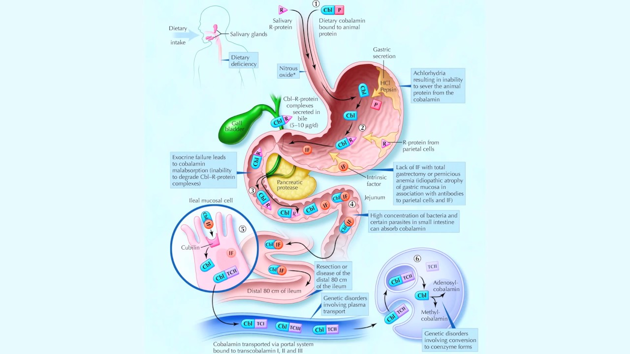 Vitamin B12 - Nutritional Facts