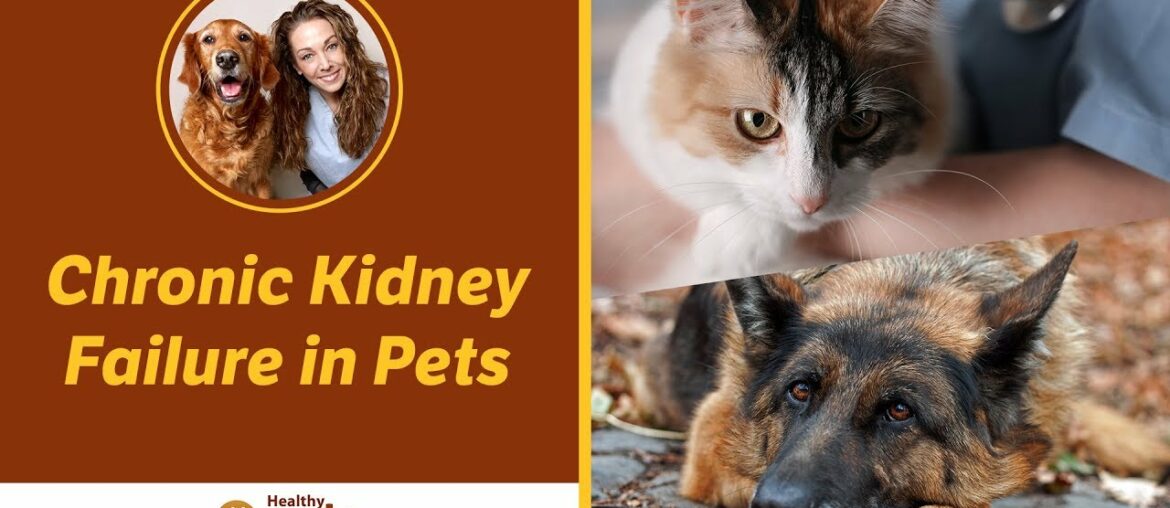 Dr. Becker Discusses Chronic Kidney Failure in Pets