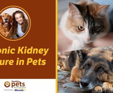 Dr. Becker Discusses Chronic Kidney Failure in Pets