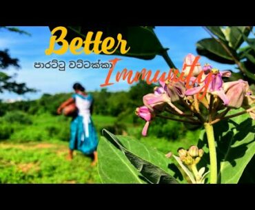 Better Immunity  pamkin rotis with spicy tuna curry,pamkin soup with spicy pamkin,pamkin dodol