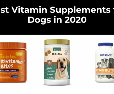 Best Vitamin Supplements for Dogs in 2020