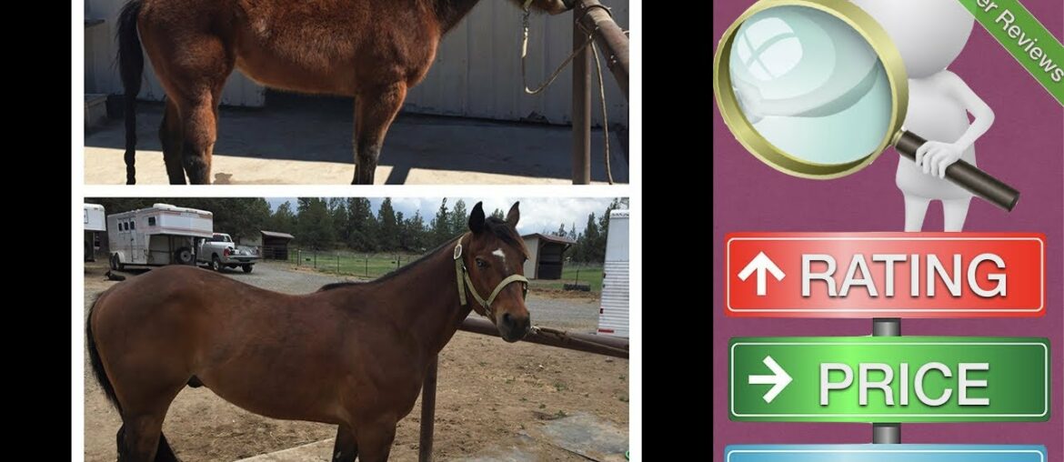 Horse Guard Super Weight Gain Equine Vitamin Mineral, Probiotic & Weight Gain Supplement ...