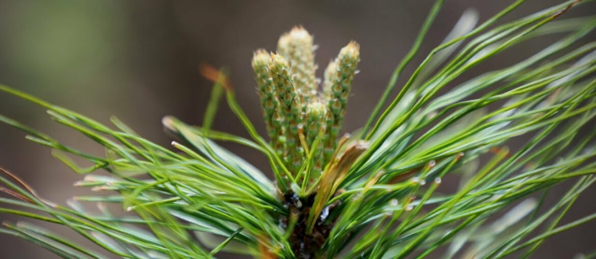 Natures Vitamin C Capsules: Eating a Pine Tree